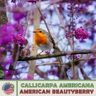 40 American Beautyberry Seeds Callicarpa Americana Native Perennial Shrub Fresh For Garden 40 American Beautyberry Seeds Callicarpa Americana Native Perennial Shrub Fresh For Garden
