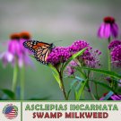 200 Swamp Milkweed Seeds Monarch Butterfly & Pollinator Attractor Genuine Fresh For Garden