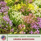 200 Northern Lights Snapdragon Seed Mix Multicolor Pollinator Attractor Fresh For Garden