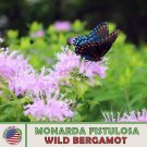 200 Wild Bergamot Seeds Bee Balm Herbal Culinary Bird & Bee Fresh For Garden 200 Wild Bergamot Seeds Bee Balm Herbal Culinary Bird & Bee Fresh For Garden