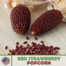25 Red Strawberry Popcorn Seeds Sweet Heirloom Non Gmo Genuine Fresh For Garden 25 Red Strawberry Popcorn Seeds Sweet Heirloom Non Gmo Genuine Fresh For Garden