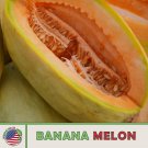 25 Banana Melon Cantaloupe Seeds Heirloom Nongmo Genuine Fresh For Garden 25 Banana Melon Cantaloupe Seeds Heirloom Nongmo Genuine Fresh For Garden