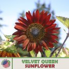 100 Velvet Queen Sunflower Seeds Annual Bird & Butterfly Garden Genuine Fresh For Garden 100 Velvet Queen Sunflower Seeds Annual Bird & Butterfly Garden Genuine Fresh For Garden