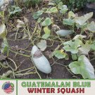 10 Guatemalan Blue Winter Squash Seeds Heirloom Nongmo Genuine Fresh For Garden