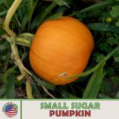 10 New England Sugar Pie Pumpkin Seeds Heirloom Sweet Nongmo Genuine Fresh For Garden
