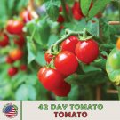 42 Days Tomato Worlds Earliest Ripening Tomato Heirloom 40 Seedsgenuine Fresh For Garden