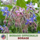 50 Borage Seeds Culinary Medicinal Butterfly Garden Non Gmo Genuine Fresh For Garden 50 Borage Seeds Culinary Medicinal Butterfly Garden Non Gmo Genuine Fresh For Garden
