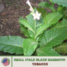 1000 Small Stalk Black Mammoth Tobacco Seeds Heirloom Nongmo Genuine Fresh For Garden 1000 Small Stalk Black Mammoth Tobacco Seeds Heirloom Nongmo Genuine Fresh For Garden