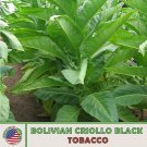 1000 Bolivian Criollo Black Tobacco Seeds Heirloom Nongmo Genuine Fresh For Garden