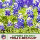 50 Texas Bluebonnet Seeds Lupin Texensis Texas State Flower Genuine Fresh For Garden 50 Texas Bluebonnet Seeds Lupin Texensis Texas State Flower Genuine Fresh For Garden