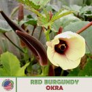 100 Red Burgundy Okra Seeds Heirloom Ornamental Nongmo Genuine Fresh For Garden 100 Red Burgundy Okra Seeds Heirloom Ornamental Nongmo Genuine Fresh For Garden
