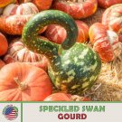 10 Speckled Swan Gourd Seeds Heirloom Nongmo Genuine Fresh For Garden