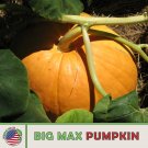 100 Big Max Pumpkin Seeds Heirloom Nongmo Genuine Fresh For Garden