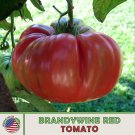 10 Brandywine Red Tomato Seeds Heirloom Nongmo Genuine Fresh For Garden
