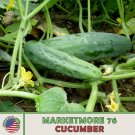 100 Marketmore 76 Cucumber Seeds Open Pollinated Genuine Fresh For Garden 100 Marketmore 76 Cucumber Seeds Open Pollinated Genuine Fresh For Garden