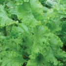 Mtard Seeds Southern Giant Curled Mtard Nongmo Heirloom Seed 250 Seeds Fresh For Garden Mtard Seeds Southern Giant Curled Mtard Nongmo Heirloom Seed 250 Seeds Fresh For Garden
