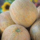Ambrosia Melon Seed 20 Seed Packet Premium Hybrid Melon Seed Fresh For Garden Ambrosia Melon Seed 20 Seed Packet Premium Hybrid Melon Seed Fresh For Garden