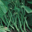35 Seeds Blue Lake Bh Bean 274 Packed In Resealable Foil Packaging Heirloom Non Gmo Fresh For Garden 35 Seeds Blue Lake Bh Bean 274 Packed In Resealable Foil Packaging Heirloom Non Gmo Fresh For Garden