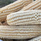 Hickory King White Corn Heirloom Nongmo Field Corn 14 Lb Pack 250 Seeds Fresh For Garden Hickory King White Corn Heirloom Nongmo Field Corn 14 Lb Pack 250 Seeds Fresh For Garden
