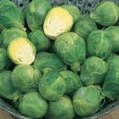 Brsel Sprouts Long Island Brsel Sprouts Seeds 300 Seeds Seeds Heirloom Nongmo Fresh For Garden