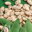 50 Seeds Jackson Wonder Lima Bean Heirloom Calico Or Jackson Wonder Lima Bh Bean Fresh For Garden