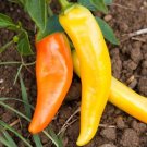 Hungarian Hot Wax Pepper Seed 50 Seed Pack Heirloom Hot Pepper Seed Fresh For Garden Hungarian Hot Wax Pepper Seed 50 Seed Pack Heirloom Hot Pepper Seed Fresh For Garden