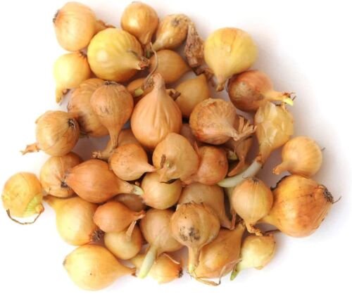 Yellow Onion Bulbs Yellow Ebenezer Onion Sets 3040 Bulb Pack Onion Bulbs Fresh For Garden