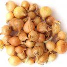 Yellow Onion Bulbs Yellow Ebenezer Onion Sets 3040 Bulb Pack Onion Bulbs Fresh For Garden