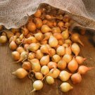 Onion Sets Bulbs Yellow Ebenezer Onions Approx 4070 Sets Or Bulbs Fresh For Garden