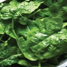 Spinach Seeds Bloomsdale Spinach Seed Nongmo Heirloom Seed 100 Seed Pack Fresh For Garden