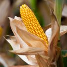 Hickory King Corn Heirloom Nongmo Yellow Field Corn 1 Oz Or 50 Seeds Seeds Fresh For Garden Hickory King Corn Heirloom Nongmo Yellow Field Corn 1 Oz Or 50 Seeds Seeds Fresh For Garden