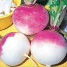 500 Seeds Purple Top Turnip Seed Nongmo Heirloom Turnip Seed Multiple Pack Sizes Fresh For Garden