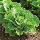 Romaine Lettuce Seeds Romaine Parris Island Cos Lettuce Seeds 1000 Seeds Fresh For Garden Romaine Lettuce Seeds Romaine Parris Island Cos Lettuce Seeds 1000 Seeds Fresh For Garden