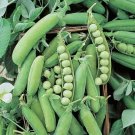 Early Alaska Peas Heirloom Pea Seed Nongmo Early Alaska Pea Seed 50 Seeds Fresh For Garden