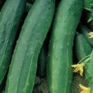 Space Master Bh Cucumber Heirloom Nongmo Seeds 25 Bh Cucumber Seeds Fresh For Garden