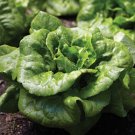 Buttercrunch Lettuce Seed Nongmo Buttercrunch Lettuce Seeds 1000 Seed Packet Fresh For Garden Buttercrunch Lettuce Seed Nongmo Buttercrunch Lettuce Seeds 1000 Seed Packet Fresh For Garden