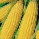 Truckers Favorite Yellow Corn 1 Oz Pack Heirloom Nongmo Grown In The Fresh For Garden