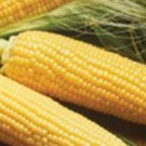 Golden Queen Sweet Corn Hybrid Sweet Corn Yellow Corn Non Gmo 50 Seed Pack Fresh For Garden