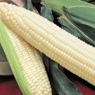 Silver Queen Corn Seed A Grown Treated Seed Non Gmo 50 Seeds Fresh For Garden