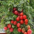 Patio Tomato Seeds Patio Hybrid Tomato Nongmo 30 Seed Pack Fresh For Garden Patio Tomato Seeds Patio Hybrid Tomato Nongmo 30 Seed Pack Fresh For Garden