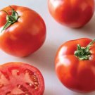 Celebrity Tomato Seeds Celebrity Hybrid Tomato Nongmo 30 Seed Pack Fresh For Garden Celebrity Tomato Seeds Celebrity Hybrid Tomato Nongmo 30 Seed Pack Fresh For Garden
