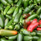Jalapeno Pepper Seeds Jalapeno Pepper Nongmo Heirloom 25 Seed Pack Fresh For Garden