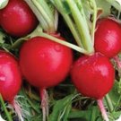 Radish Seeds Eary Scarlett Radish Nongmo Heirloom 100 Radish Seed Pack Fresh For Garden