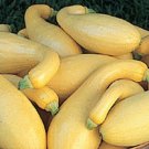 Yellow Crookneck Squash Seed Nongmo Heirloom Yellow Summer Squash 25 Seeds Fresh For Garden Yellow Crookneck Squash Seed Nongmo Heirloom Yellow Summer Squash 25 Seeds Fresh For Garden