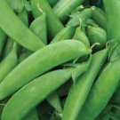 12 Lb Sugar Snap Pea Seed Snow Peas Listing Is For Approx 5002000 Pea Seeds Fresh For Garden 12 Lb Sugar Snap Pea Seed Snow Peas Listing Is For Approx 5002000 Pea Seeds Fresh For Garden