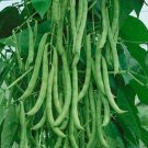 Kentucky Wonder Pole Bean Seed 1 Lb Heirloom Open Pollinated Grown Fresh For Garden Kentucky Wonder Pole Bean Seed 1 Lb Heirloom Open Pollinated Grown Fresh For Garden