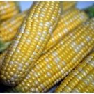 14 Lb Peaches And Cream Corn Seed Bicolor Sweet Corn Seed Seeds Fresh For Garden