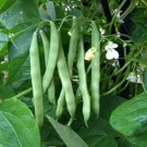 1 Pound Blue Lake Pole Bean Seed Packed In Resealable Foil Packaging Heirloom Non Gmo Fresh For Gard