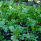 Seven Top Turnip Seed 1 Pound Best For Greens Heirloom Non Gmo Seed Fresh For Garden Seven Top Turnip Seed 1 Pound Best For Greens Heirloom Non Gmo Seed Fresh For Garden