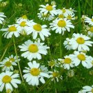 German Chamomile Seeds 4000 Seeds Common Annual Herb Garden Plants Fresh For Garden German Chamomile Seeds 4000 Seeds Common Annual Herb Garden Plants Fresh For Garden